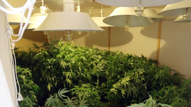 Cannabis plants seized in a drug raid in Sydney