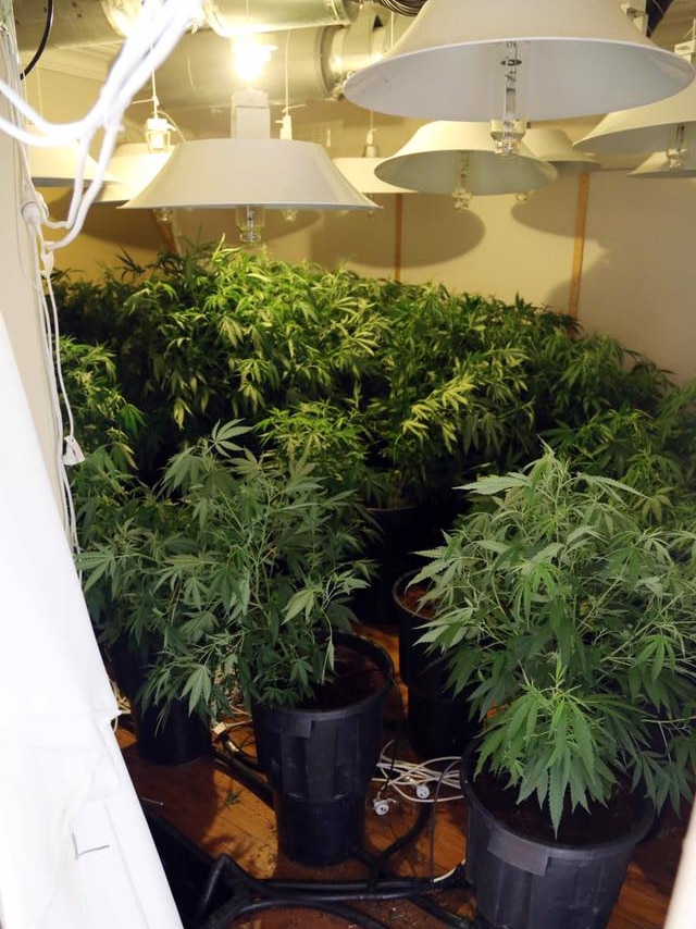 Cannabis plants seized in a drug raid
