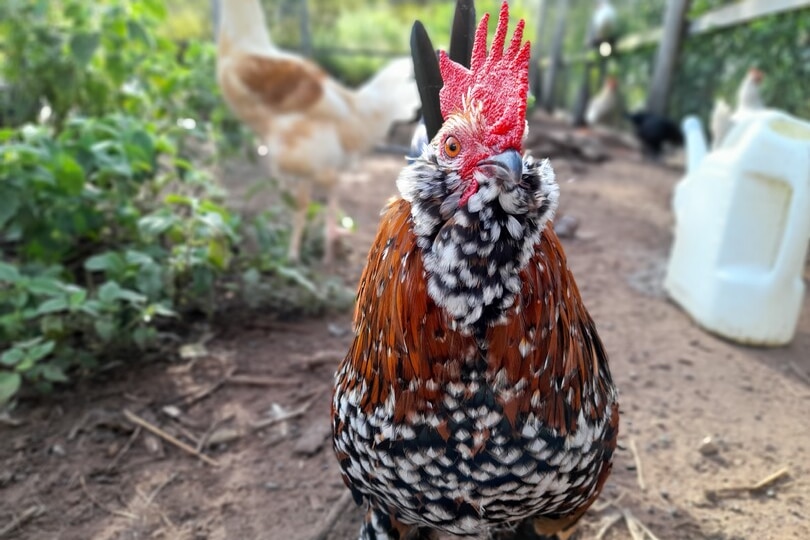 A speckled rooster in a leafy backyard. 