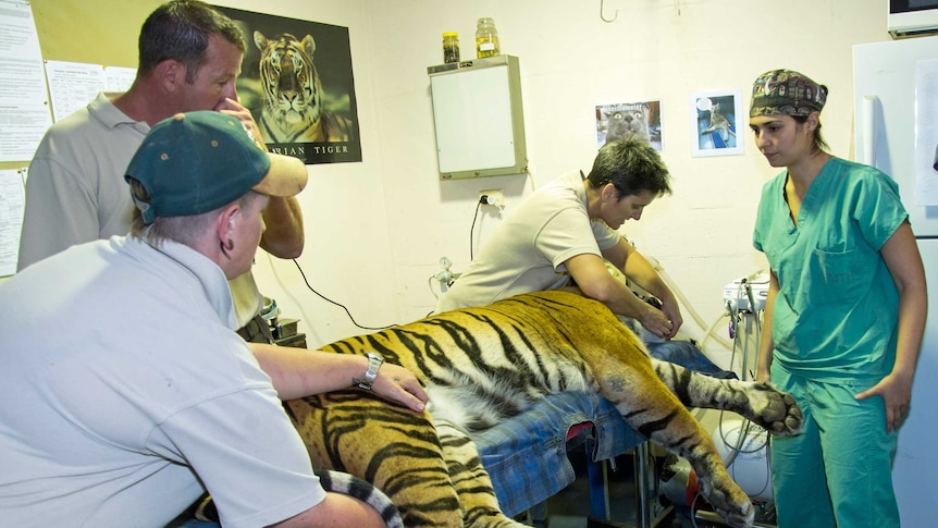 Sumatran tigers undergo root canal surgery during a visit to the dentist.