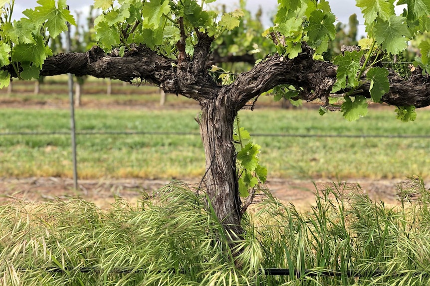 Wild grasses surround the base of a vine.