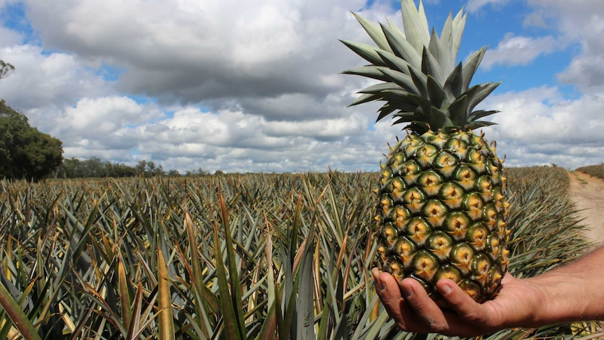 A farmer holds a pineapple under stormy skies.