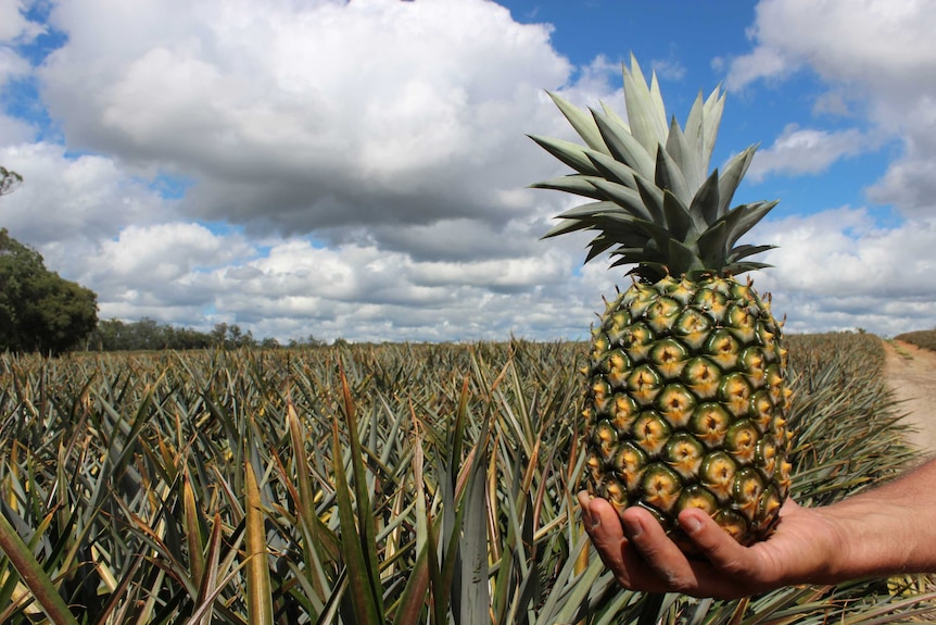 A farmer holds a pineapple under stormy skies.