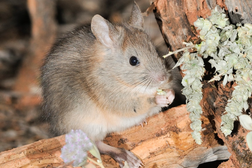 A small rodent with a long tail holds something in its hands on a log.