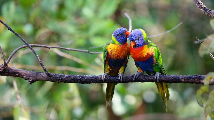 Two rainbow lorikeets (species of parrot) sitting on a branch, one preening the top of the other's head.