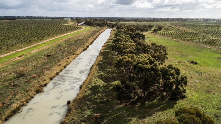 An aerial shot of an irrigation channel fringed with trees. On either side lie olive groves.
