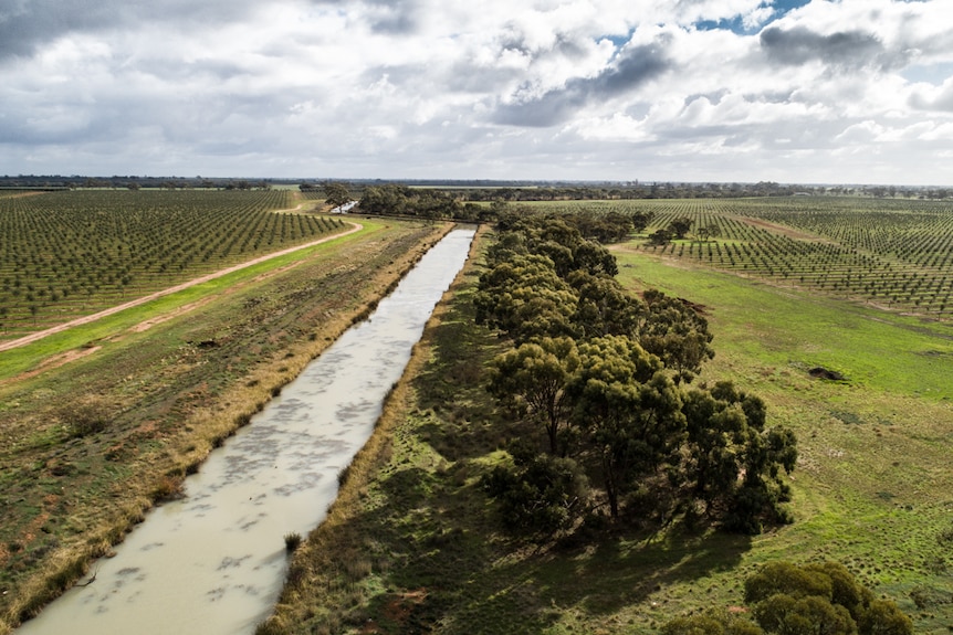 An aerial shot of an irrigation channel fringed with trees. On either side lie olive groves.