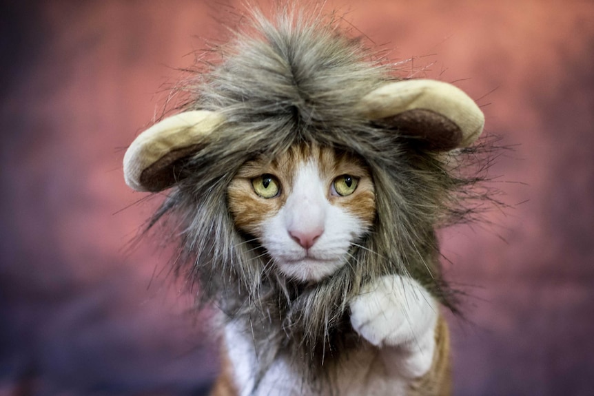 A domestic cat wearing a lion costume.