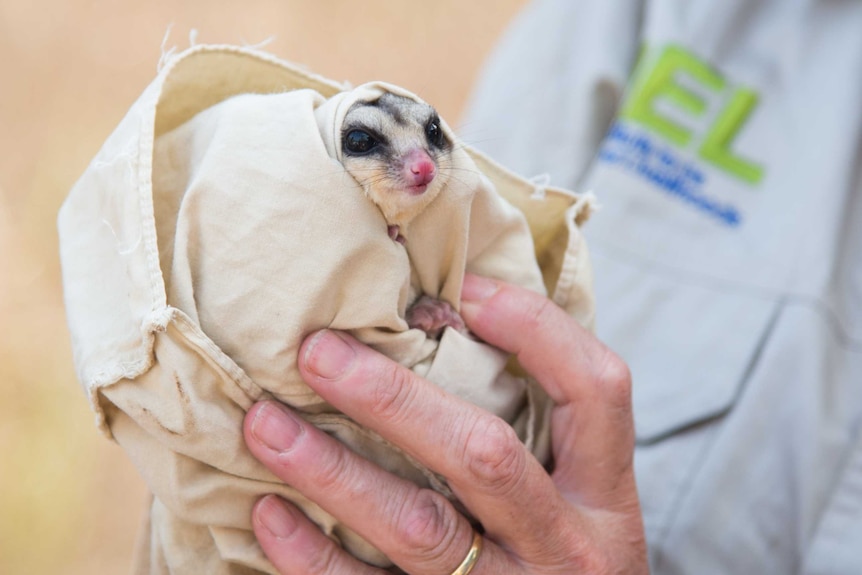 Nocturnal gliding possum