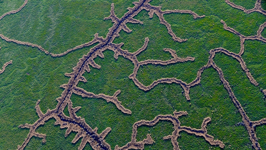 Birds eye view of the veins of the Kati Thanda-Lake Eyre basin river systems