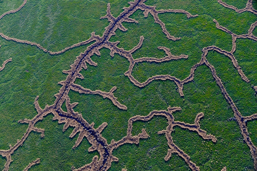 Birds eye view of the veins of the Kati Thanda-Lake Eyre basin river systems