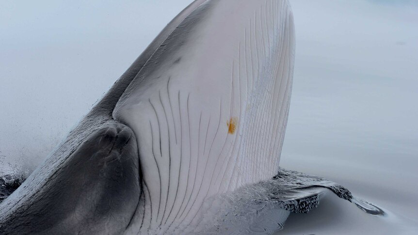 A minke whale comes up for air in Antarctica.