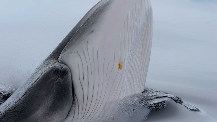 Hobart's River Derwent is becoming a "cetacean hotspot" with whales making regular visits.