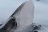 Hobart's River Derwent is becoming a "cetacean hotspot" with whales making regular visits.