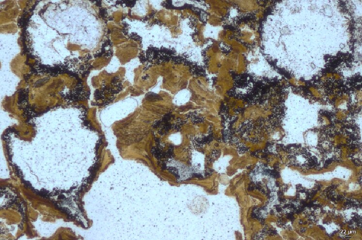 Fossils preserved in sticky microbial substance