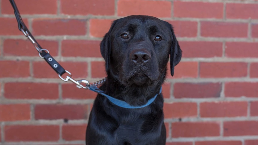 Seeing Eye Dogs Australia are looking for puppy carers