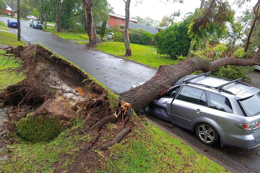 Fallen tree lies on car