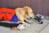 Barry the retired guide dog takes in a training video on a smart tablet.