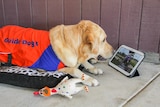Barry the retired guide dog takes in a training video on a smart tablet.