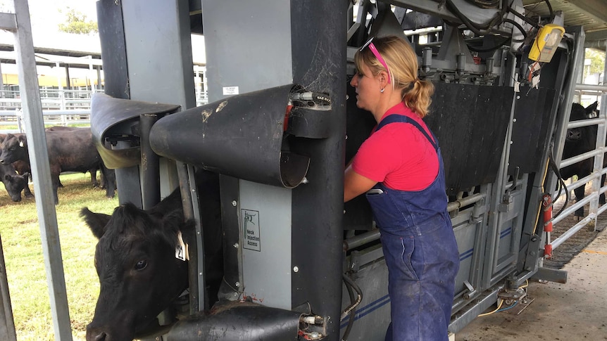 Megan Sullivan preparing feedlot cattle for a heat stress trial