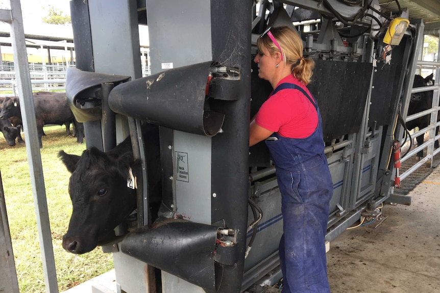 Megan Sullivan preparing feedlot cattle for a heat stress trial