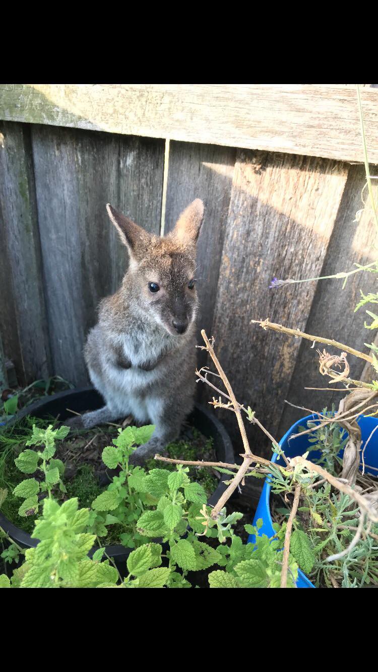 Domestication of wallaby joeys in Tasmania prompts call for jail for