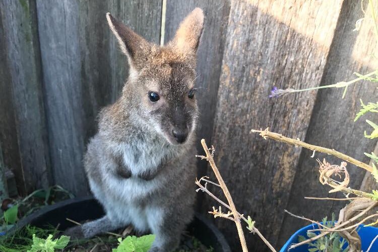 Joey wallaby sitting in pot plant.
