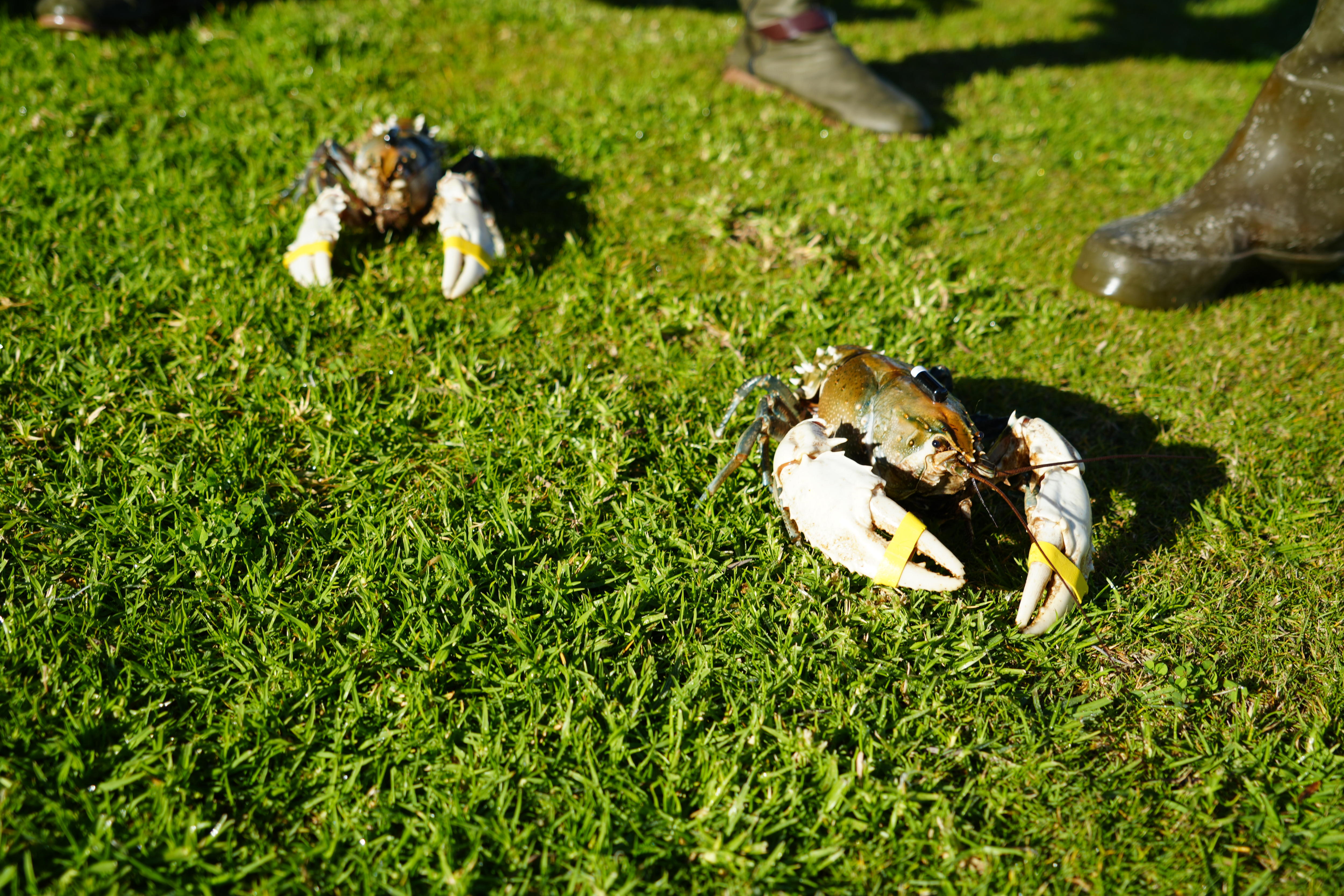 Two crayfish species on green grass. 