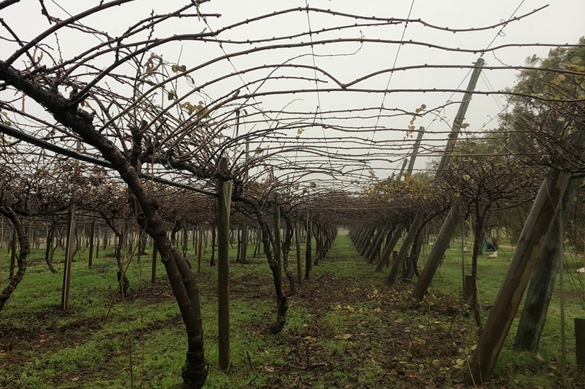 Kiwi fruit vines after being pruned on a farm near Killarney in southern Queensland, July 2020.