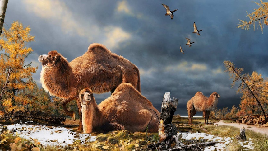 An artist's impression of the High Arctic camel