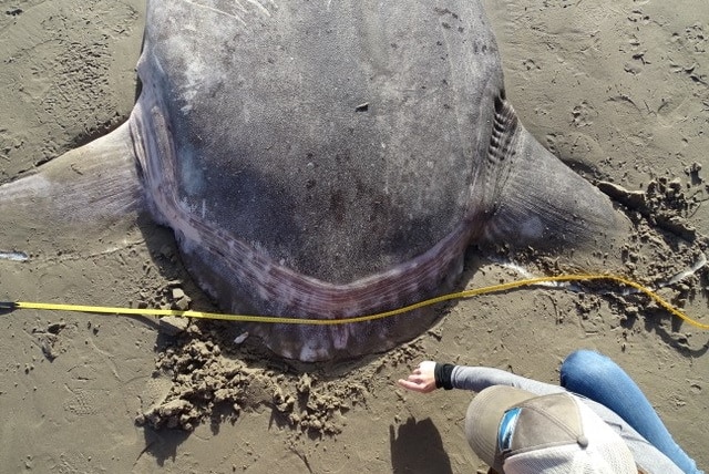 A large fish lays on the sand