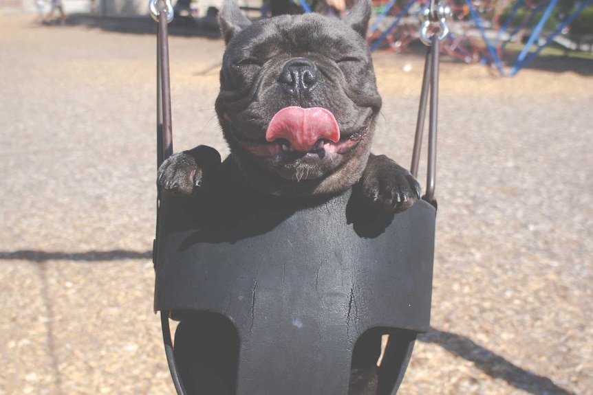 A happy dog on the swing.