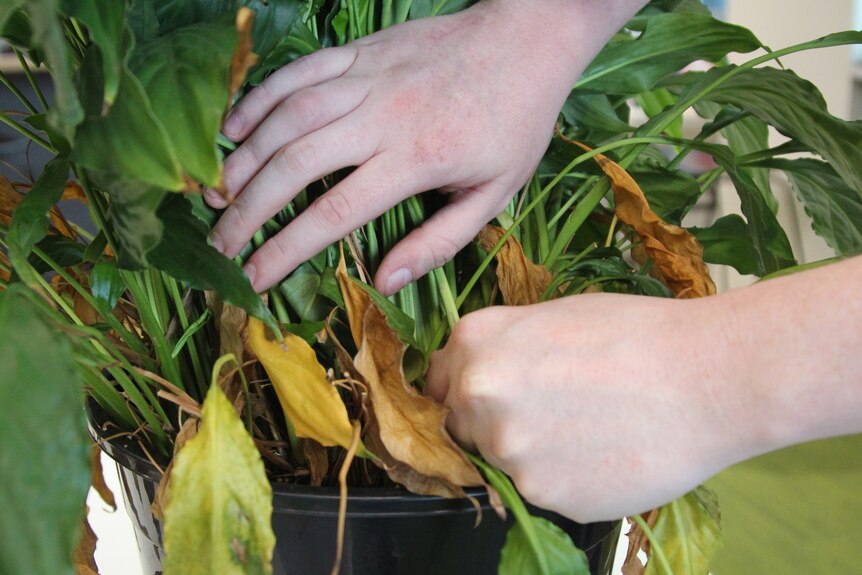 Someone pulling out dead leaves from an indoor plant with their hands