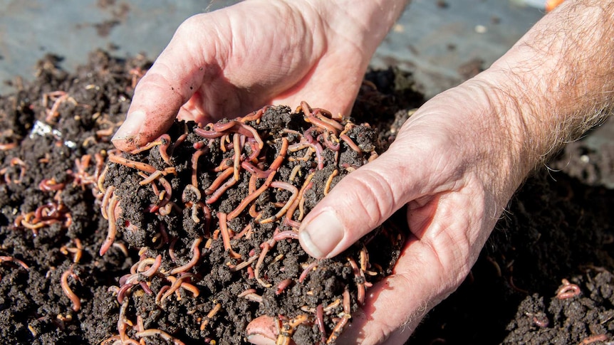 A pile of composting worms