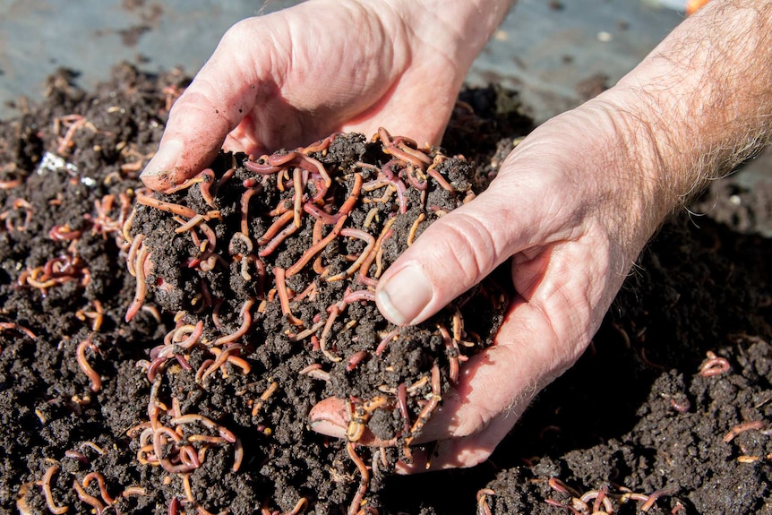 A pile of composting worms