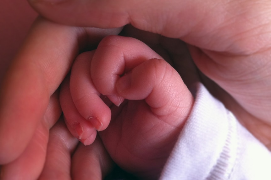 A baby's hand held in an adult's hand.