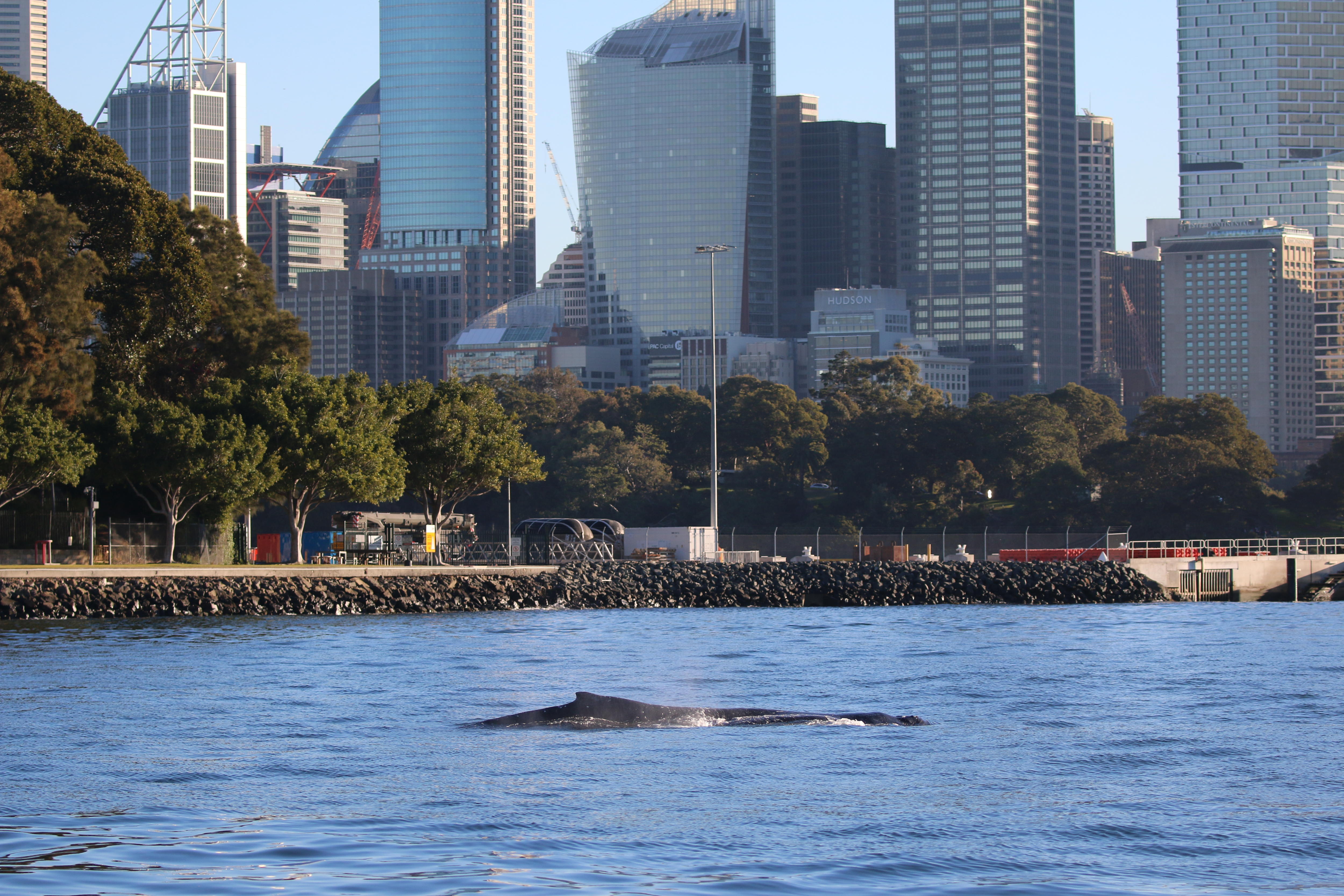 a whale breaches in waters next to a city