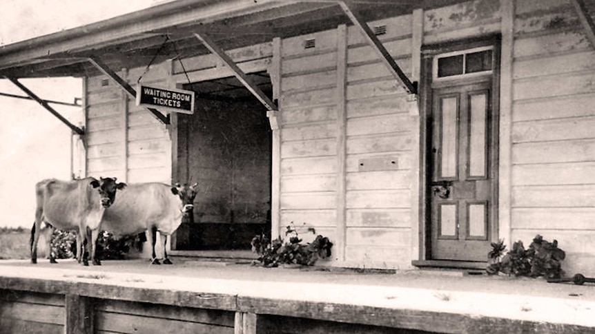 Black and white archive photo of the old Ballina Station with two cows standing of the platform