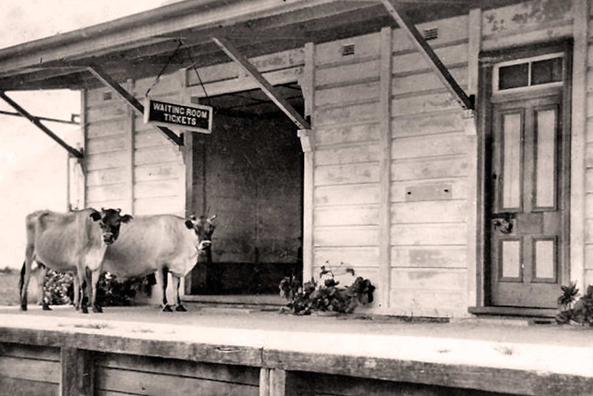 Black and white archive photo of the old Ballina Station with two cows standing of the platform