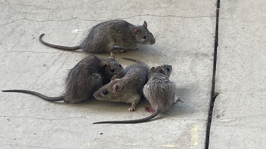 Four rats sitting on cement.