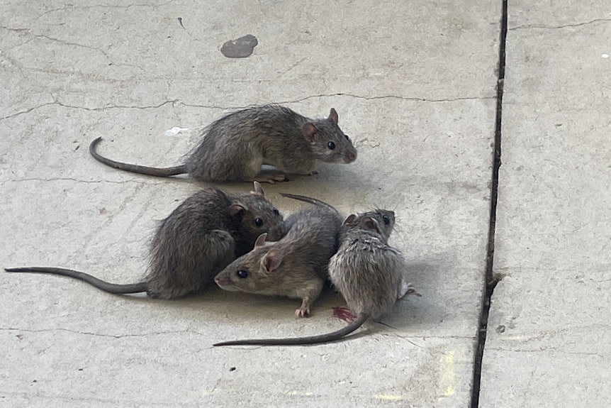 rats on cement