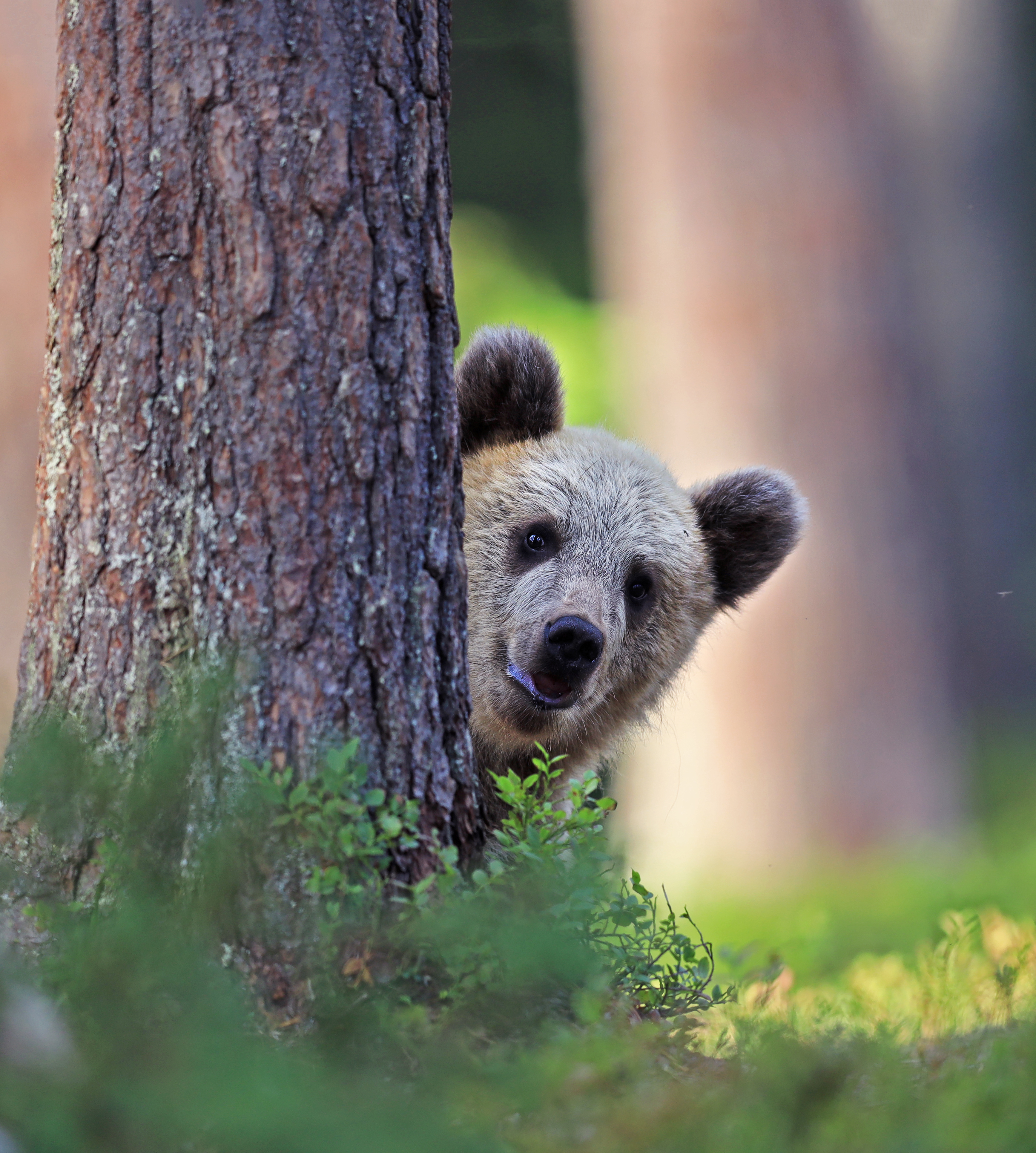A brown bear pokes its head out from behind a tree trunk. Stares at camera. 