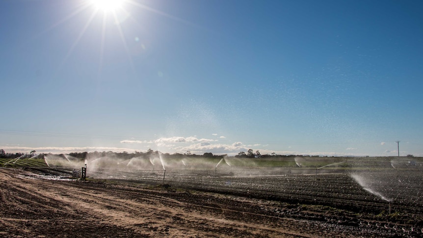 Recycled water used to irrigate a vegetable crop at Clyde on Melbourne's east.