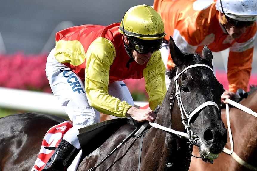 Grand Marshal wins the Moonee Valley Cup