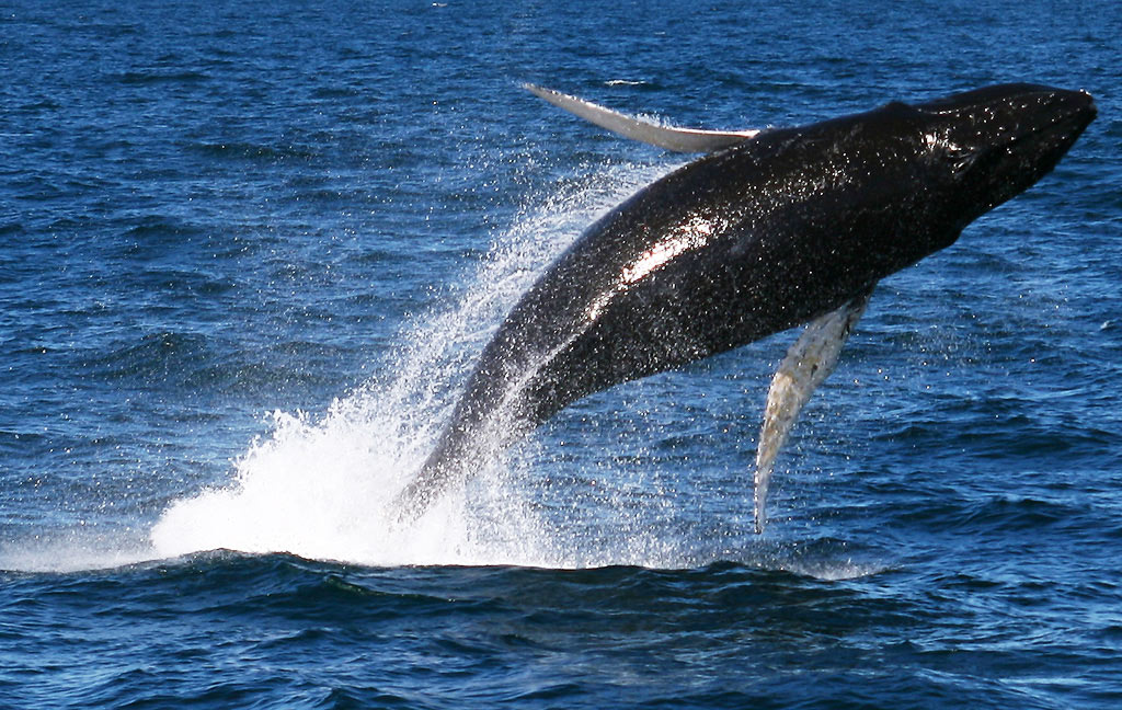 Look read and say 4 класс. Dolphin бренд. Плакат с китововой акулой. Горбатый кит группа. Горбатый кит против касатки.