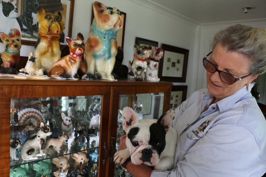 French bulldog breeder Liz Davidson looks at her memorabilia