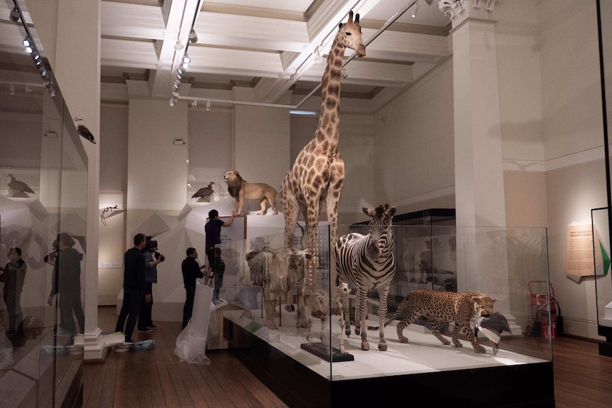 pensum specificere sæt ind Australian Museum to reopen with free entry after multi-million-dollar  renovations - ABC News