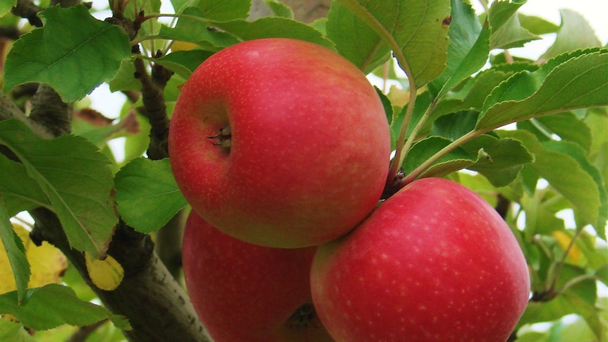 Pink Lady Apples growing on orchard tree