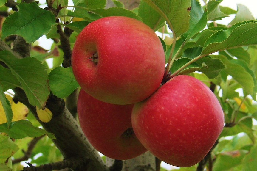 Apples on Donnybrook tree