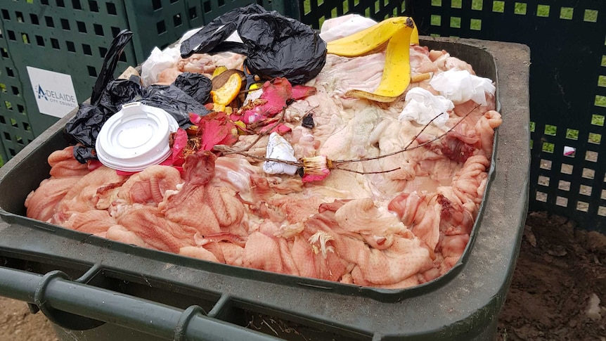 Duck pieces in an Adelaide City Council bin